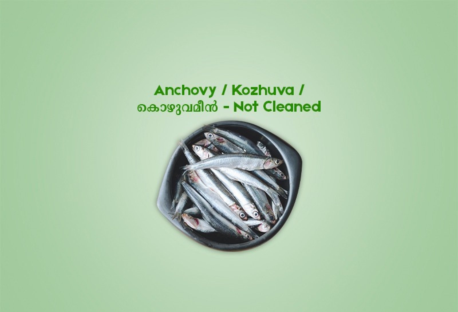 Anchovy /  Kozhuva  /  കൊഴുവമീൻ (500gm) - Not Cleaned